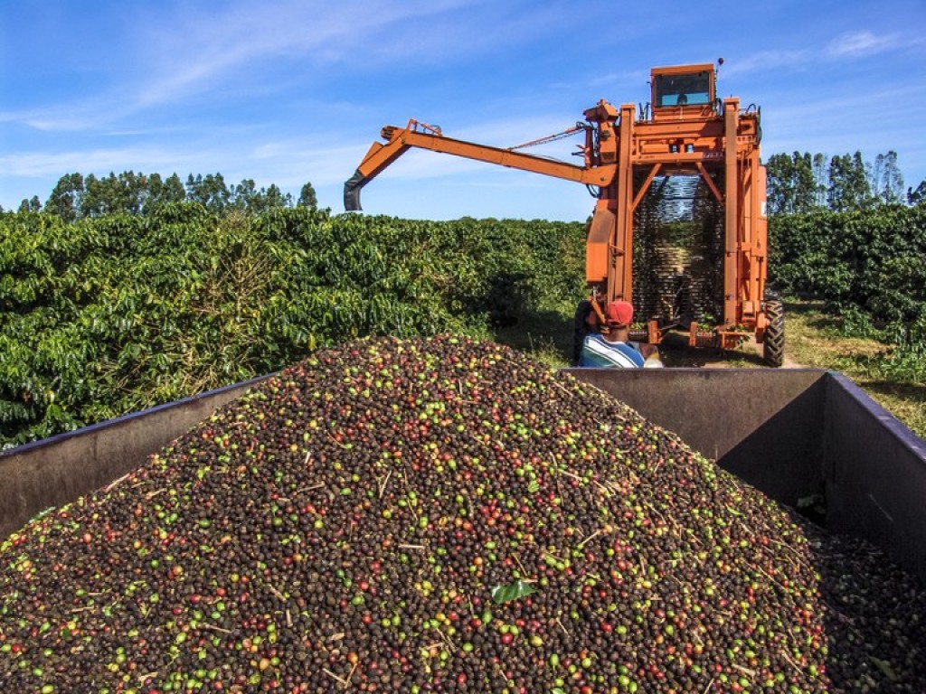 Safra de café deve dar salto e atingir 73,3 milhões de sacas em 2026/27