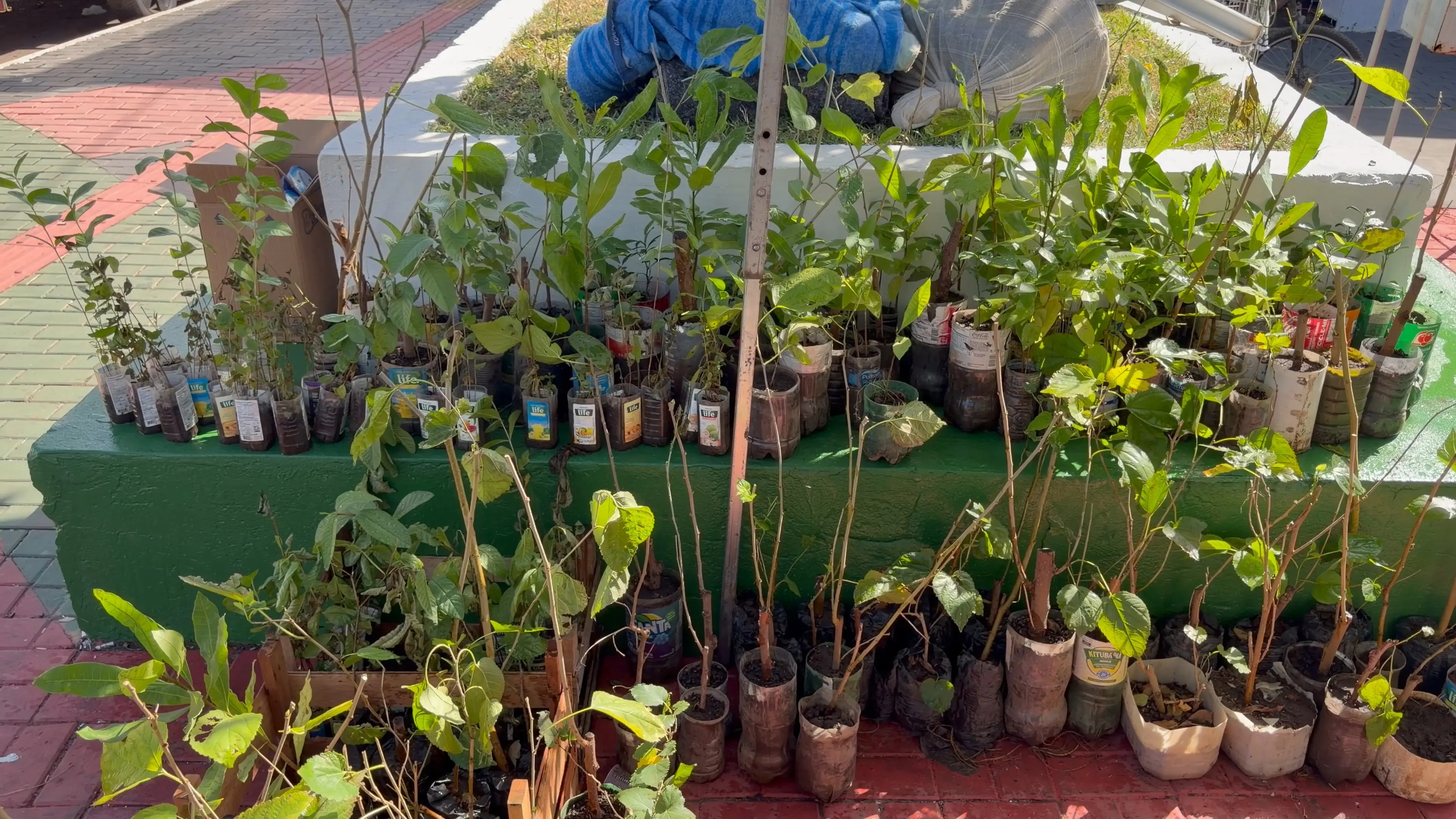 Dezenas de mudas de árvores estão organizadas sobre um canteiro e no chão da praça. As plantas, em recipientes reaproveitados, aguardam distribuição durante ação ambiental de coleta de recicláveis.